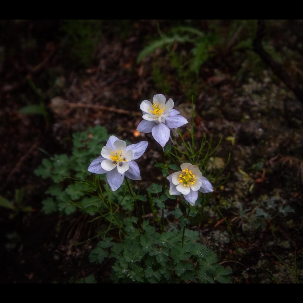 Meet your Posher, Toni
